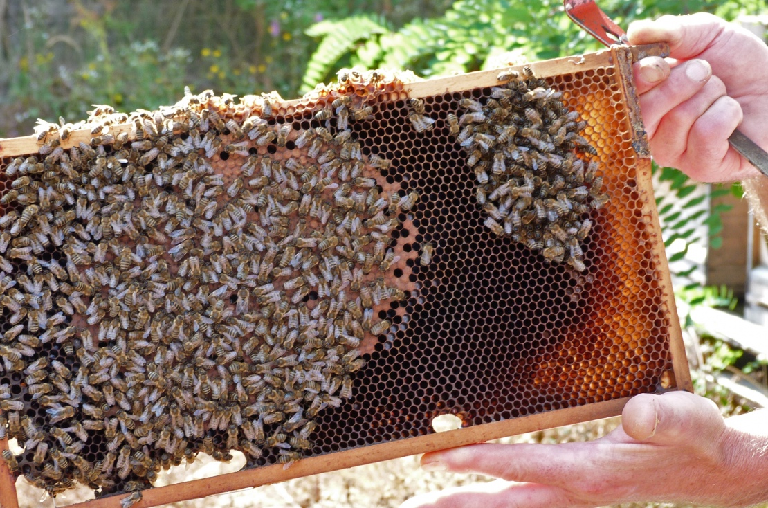 Bienen 2