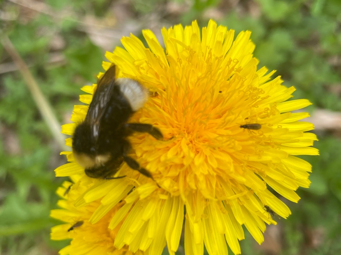 1   Insektenforscher   Foto Kassiopeia