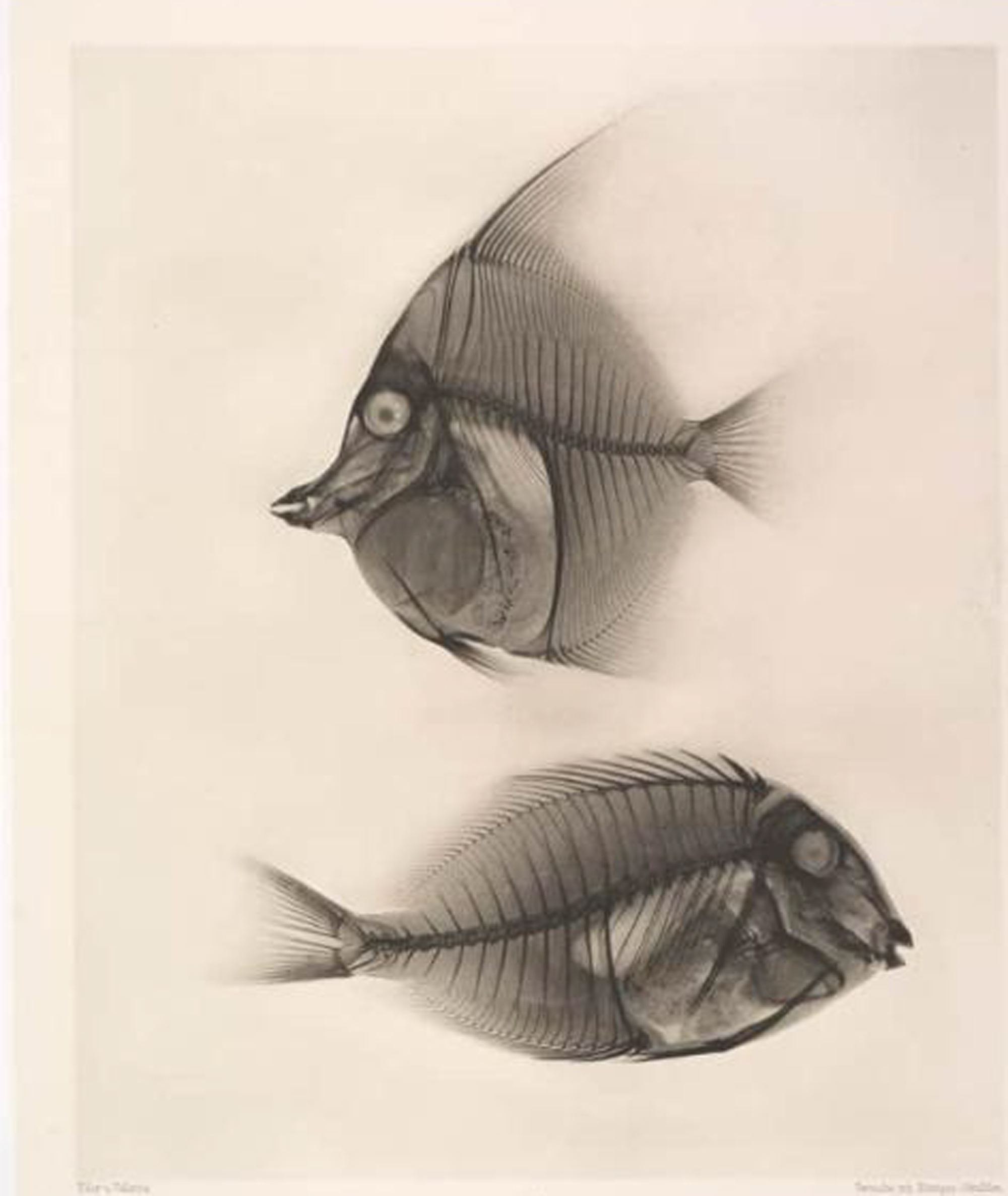 Halfterfisch eder  valenta