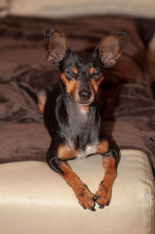 20 10 07 Thorsten Jochum Pflegehund k