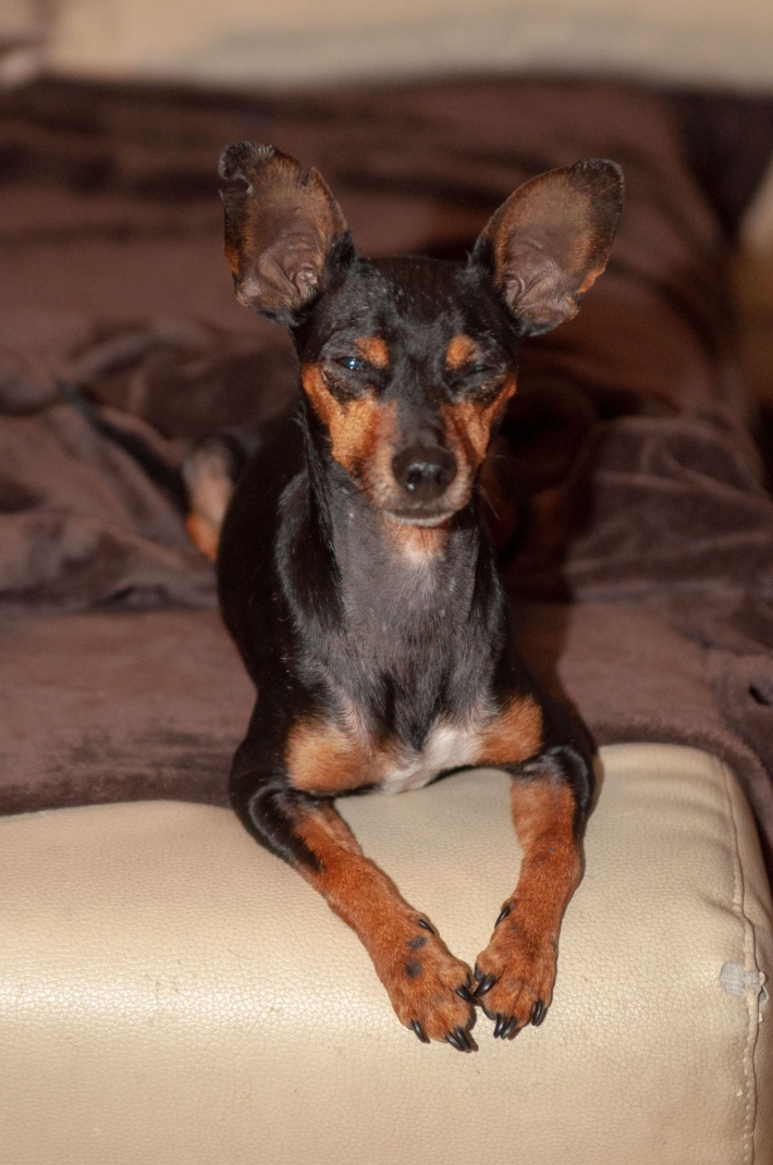 20 10 07 Thorsten Jochum Pflegehund k