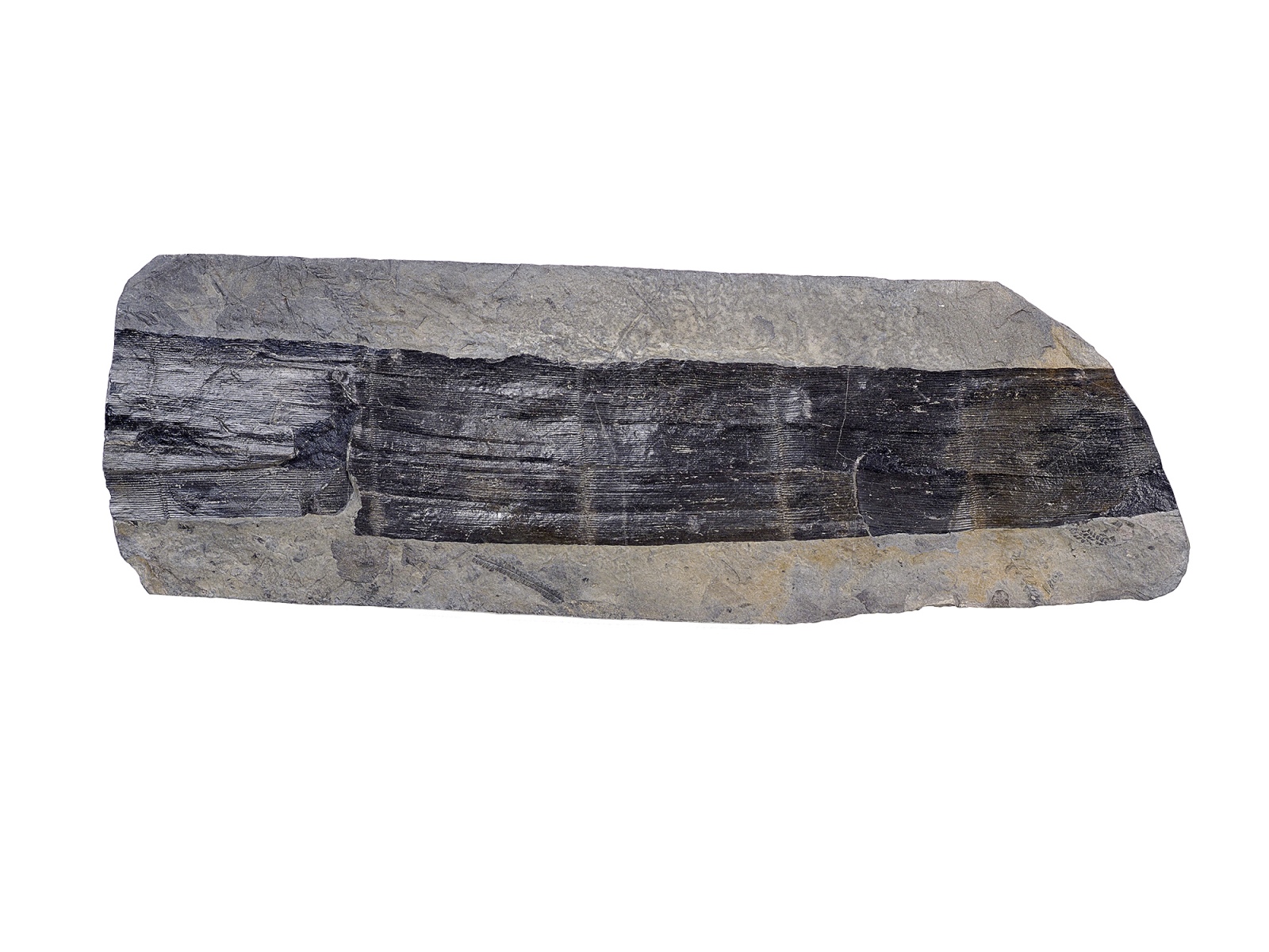 MT 5 07 Calamites Schachtelhalm 58x19x6cm frei