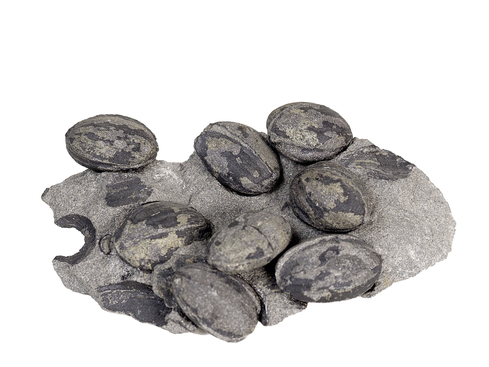 MT 6 08 Trigonocarpus Samen 12x6x4cm frei