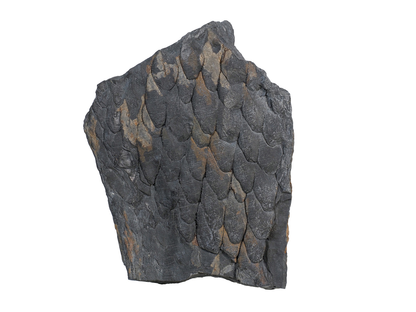 MT 8 11 Lepidodendron Schuppenbaum 19x15x4cm frei