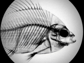 preview PatoFu Anormal 04