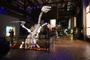 preview WKE X Ray 118532