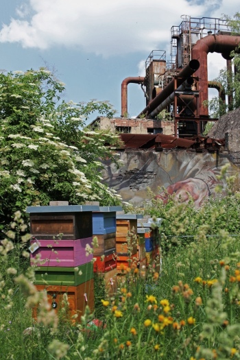 preview PARADIES Bienen Case