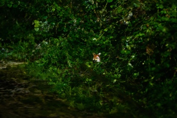 Orakelmaschine WKE 49499