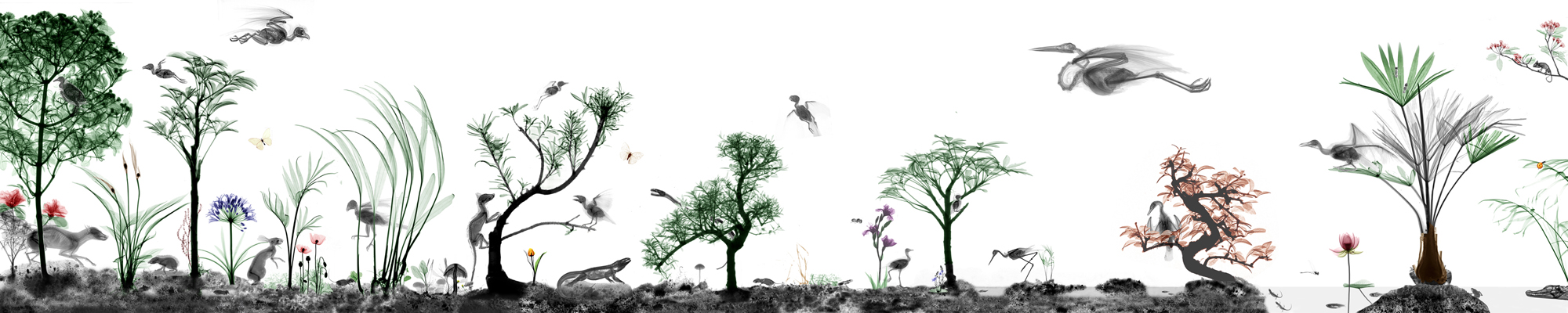 Scene 2 Arie vant Riet 30 cm Breite2000