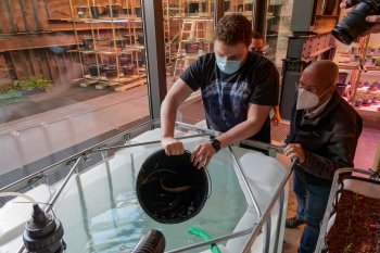FUTURE LAB Aquaponik -Einsetzen der Fische