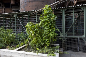 FUTURE LAB  | Hüttengarten Gartenpflanzen in der Eisenhütte